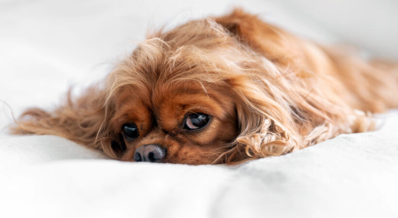 Portrait of a cute happy dog relaxing on the white blanket