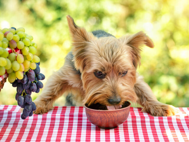 Die Ernährung des Hundes