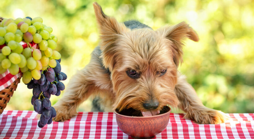 Dog eats food from bowl on table with red tablecloth. Nearby is a picnic basket with grapes. Sunny day. Comic picnic concept