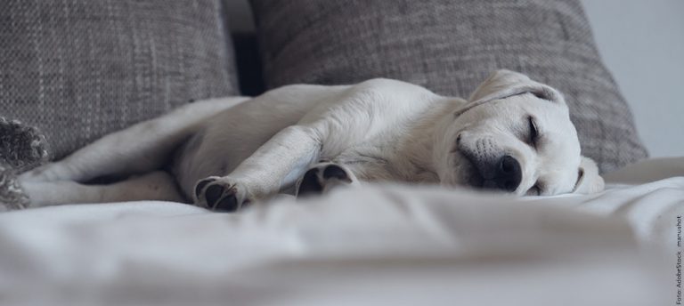 HundeUrlaubsbetreuung Pfotenprinz