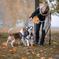 woman-with-siberian-husky-puppy-and-beagle-dog-for-MATMPTK