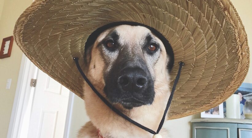 dog-wearing-a-straw-hat-XTQM9ZL